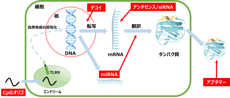 核酸医薬の種類と特長