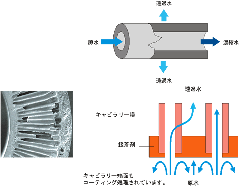 membrane_about_capillary_img6_txt