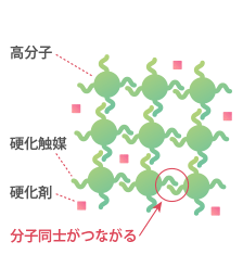 硬くなりくっつくしくみ