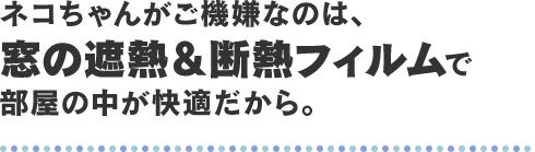 ネコちゃんがご機嫌なのは、窓の遮熱＆断熱フィルムで部屋の中が快適だから。