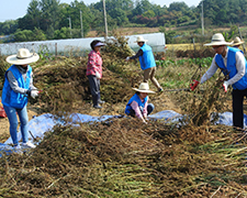 Part of the harvest