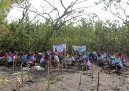 Mangrove planting